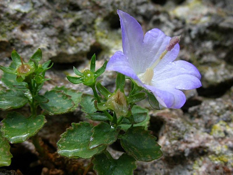 Campanula isophylla / Campanula di Capo Noli